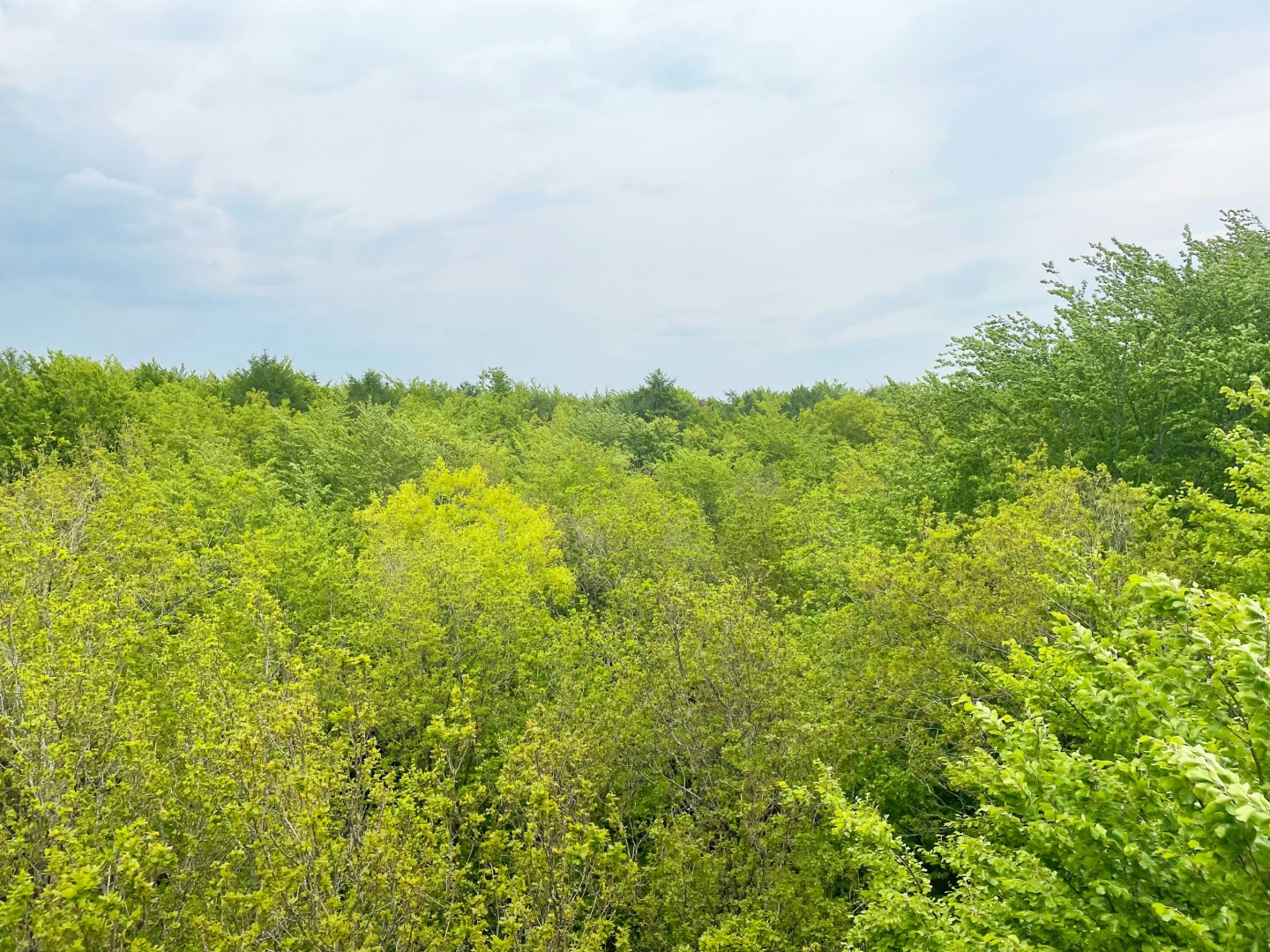 Groene natuur in Drenthe tijdens de meivakantie
